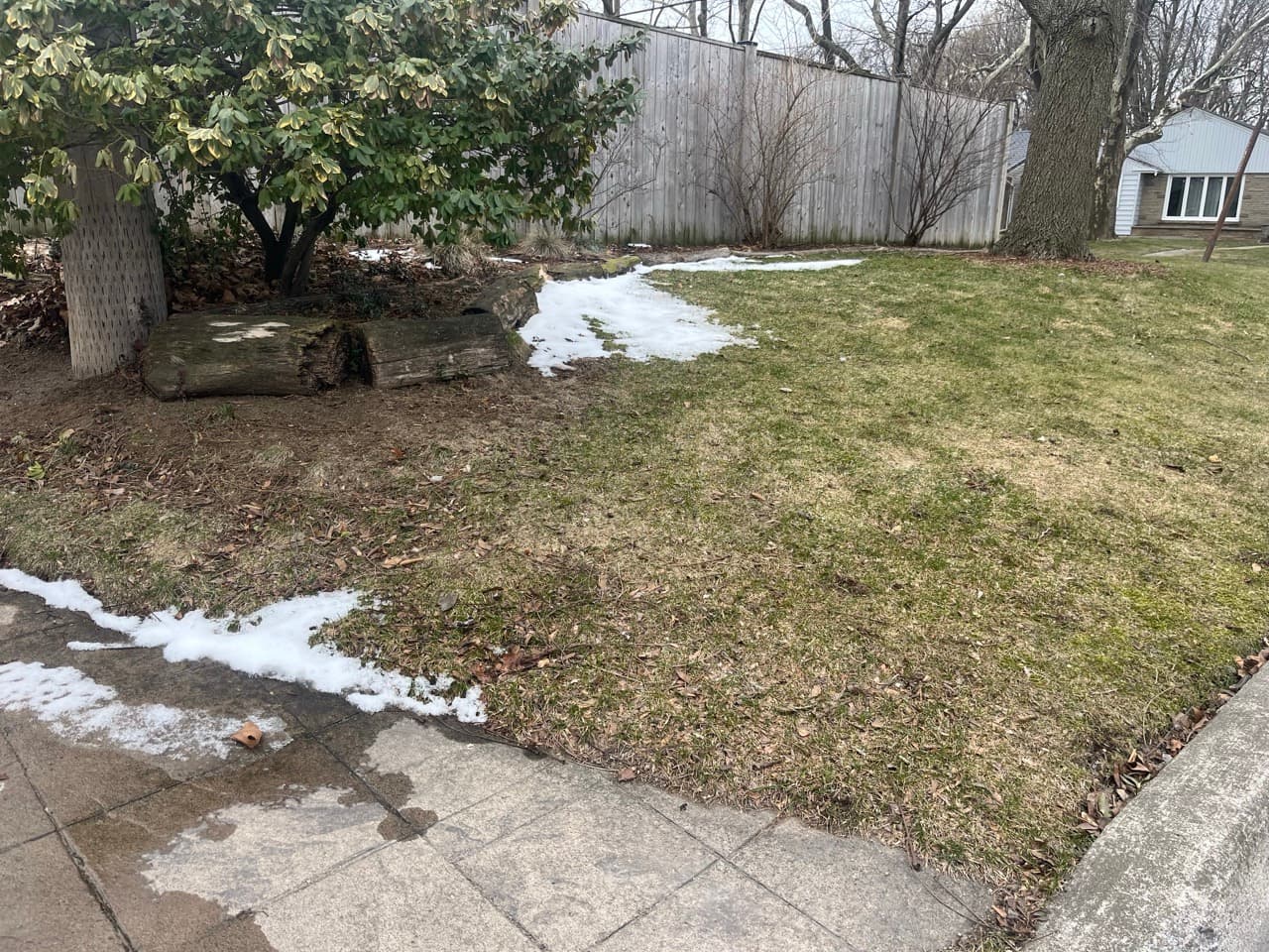 Brown dormant lawn in early spring in St. Catharines